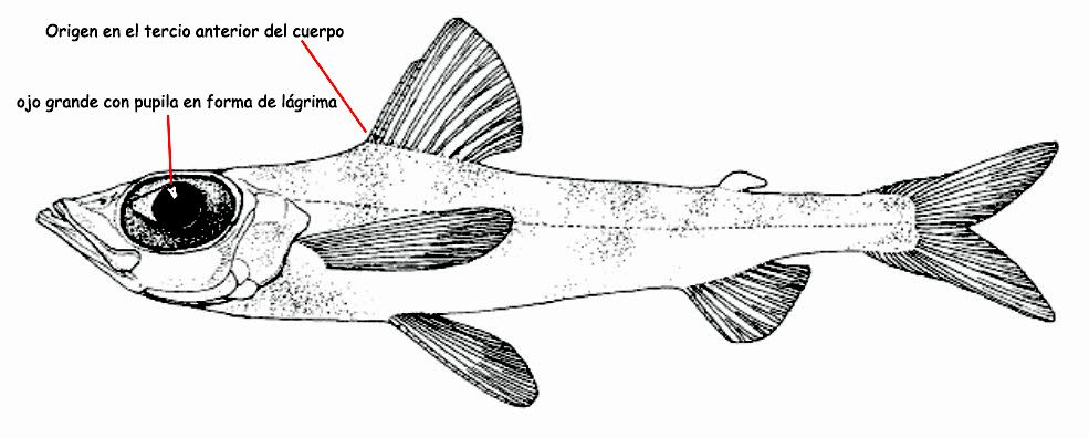 Chlorophthalmus agassizi_01.jpg